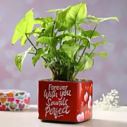 Syngonium Plant In Forever With You Sounds Perfect Sticker Vase-image-79