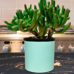 LASAKI Gloria Blue Ceramic Planter-image-69