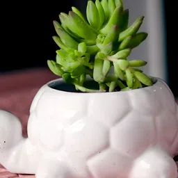 LASAKI White Textured Tortoise Shape Ceramic Planter-image-5