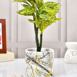 TAYHAA White & Yellow Abstract Printed Ceramic Planter-5