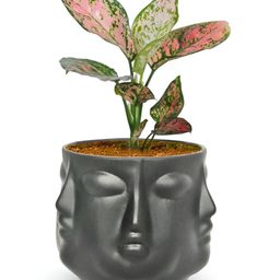 LASAKI Vivan Black Textured Ceramic Planter-image-88