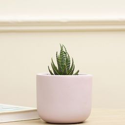 PUREZENTO Purple Terracotta Jeanie Planter-image-54