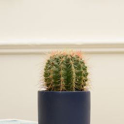 PUREZENTO Blue Terracotta UV Stable Planter-image-44