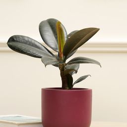 PUREZENTO Maroon Terracotta Jeanie Planter-image-15