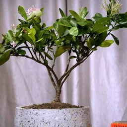 POSH-N-PLUSH Grey Mosaic design Bowl Terrazzo Planter-54