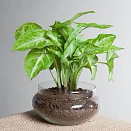 Classic Syngonium Golden Plant Terrarium-28