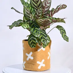 UGAOO Orange-colored & White Handloom Cotton Planter-image-48