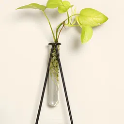 VarEesha Black & Transparent Metal Planter With Tube-picture-9