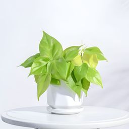 UGAOO White Textured Ceramic Planter-10