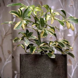 POSH-N-PLUSH Grey Textured Overlong Terrazzo Concrete Planter-50