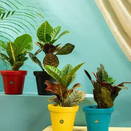 TRUSTBASKET Blue & Red 4 Pieces Textured Crown Planters-32