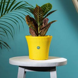 TRUSTBASKET Yellow Textured Helix Planter-9