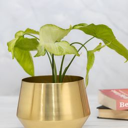HomeShastra Oka Gold Toned Glossy Metal Planter-image-7