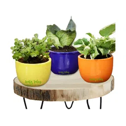 Leafy Tales Yellow & Blue 3 Pieces Line Shape Ceramic Planter-51