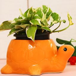 Leafy Tales Orange Tortoise Shaped Ceramic Planter-15
