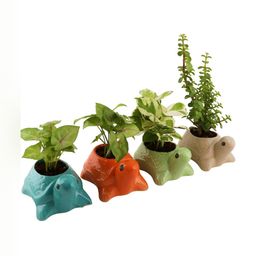 Leafy Tales Blue & Orange 4 Pieces Tortoise Shaped Ceramic Planters-41