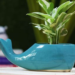 Leafy Tales Blue Dolphin-Shaped Ceramic Planter-24