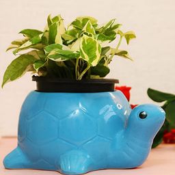 Leafy Tales Blue Tortoise Shaped Ceramic Planter-27