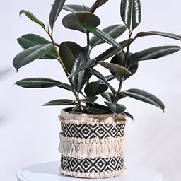 UGAOO Beige & Black Self Designed Cotton Planter-image-81