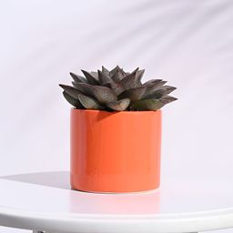 UGAOO Pipe Orange-colored Round Ceramic Planter-49