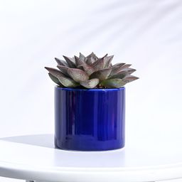 UGAOO Blue Pipe Ceramic Pot-image-89