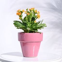 UGAOO Magenta The Dream Ceramic Pot-image-88