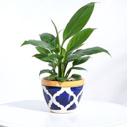UGAOO Blue & White Geometric Printed Ceramic Planter-51