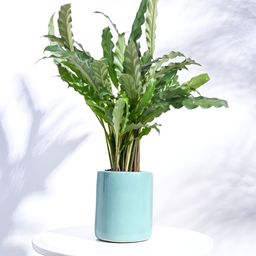 UGAOO Aqua Green Lilac Stories Ceramic Pot-image-77