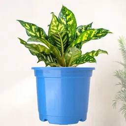 Kuber Industries 24-Pcs Orange-Colored & Blue Round Planters image 2