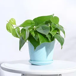 UGAOO Blue Textured Ceramic Pot-15
