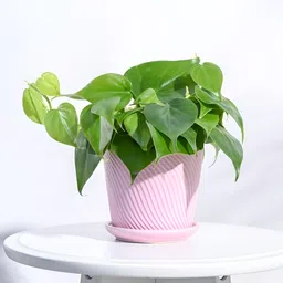 UGAOO Spiro Crepe Pink Textured Ceramic Planter-image-43