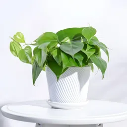 UGAOO White Spiro Ceramic Pot-picture-26