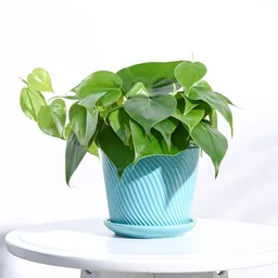 UGAOO Spiro Turquoise Blue Ceramic Round Planter-image-97