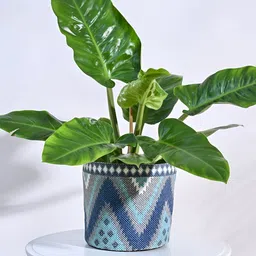 UGAOO Skyie Blue & White Cotton Planter-image-50