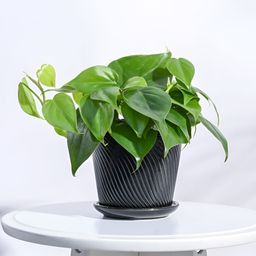 UGAOO Spiro Black Textured Ceramic Planter-image-35