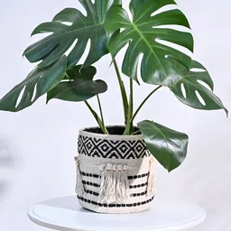 UGAOO Beige & Black Self Designed Cotton Planter-image-82