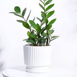 UGAOO Roma White Textured Ceramic Planter-image-51