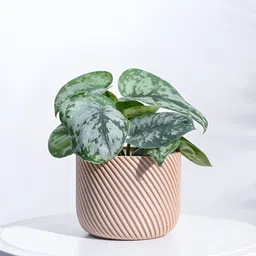 UGAOO Oblique Elegance Brown Textured Wooden Planter-53
