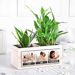 Serene Memories Plant Set-image-82