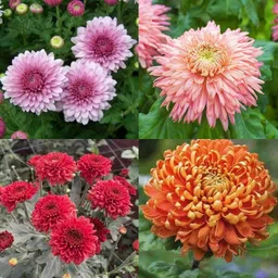 ibains Chrysanthemum double flower seeds pack of 25 Seed-picture-12