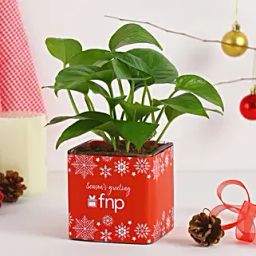 Money Plant Seasons Greeting Vase-10