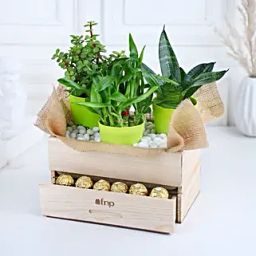 Plants Rocher Choco Basket-32