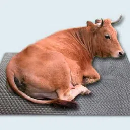 Cow Mat, Mat for Cow, Buffalo, Bull,Horse, Rubber Mat for All Animal ( black) Cow, Hamster Pet Mat-image-10