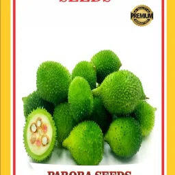 kakora seeds , spine gourd , kantola seeds for terrace gardening Seed-picture-10