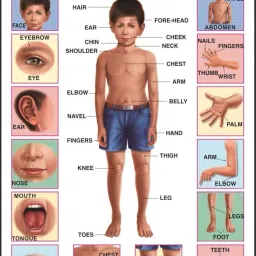 Body Parts Chart for Kids Big Size, Early Learning Educational Wall Chart for Children 30 x 20 Inch Laminated, Non Tearable Waterproof Wall Pasting Chart Canvas Art-36