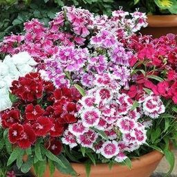 Dianthus: Fragrant Charm for Your Garden Seed-image-11