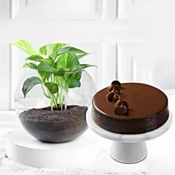 Eggless Truffle Cake & Money Plant-15