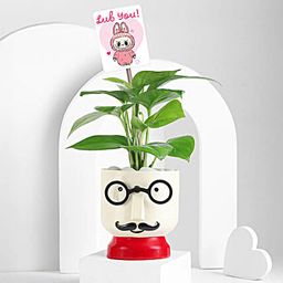Green Vibes with Money Plant-image-16