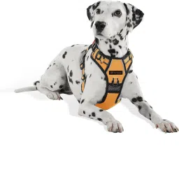 Orange Adjustable Double Sided Pro Harness Body Belt with Rope Dog Standard Harness-image-42