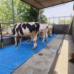 Mat For Cow, Buffalo, Horse And All Pet Animals Blue Rubber Mat Cow, Dog, Hamster, Guinea Pig, Miniature Pig Pet Mat-image-88